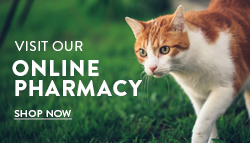 Online Pharmacy - Cat