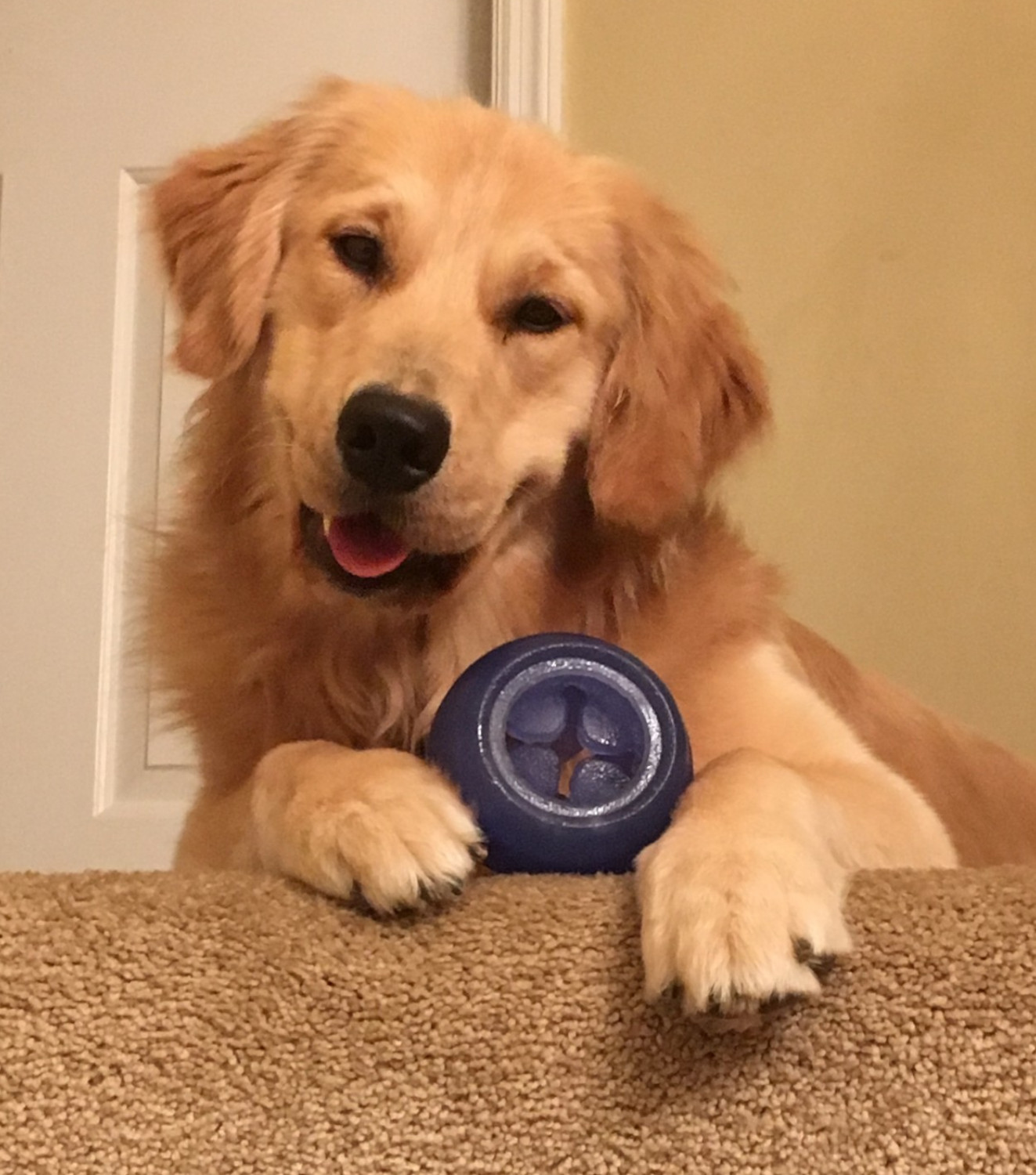 Photo of Golden Retriever named Seamus